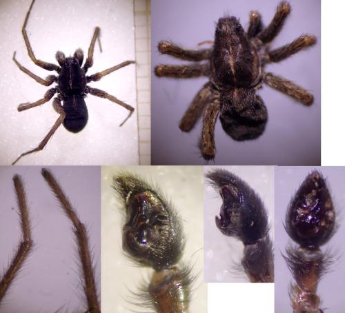 Pardosa purbeckensis